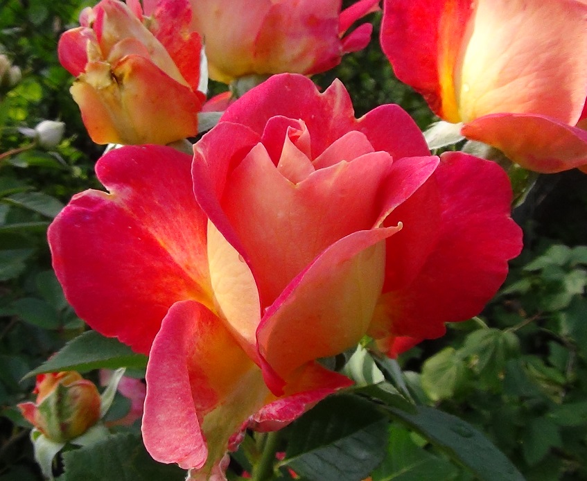 Декор Арлєкін