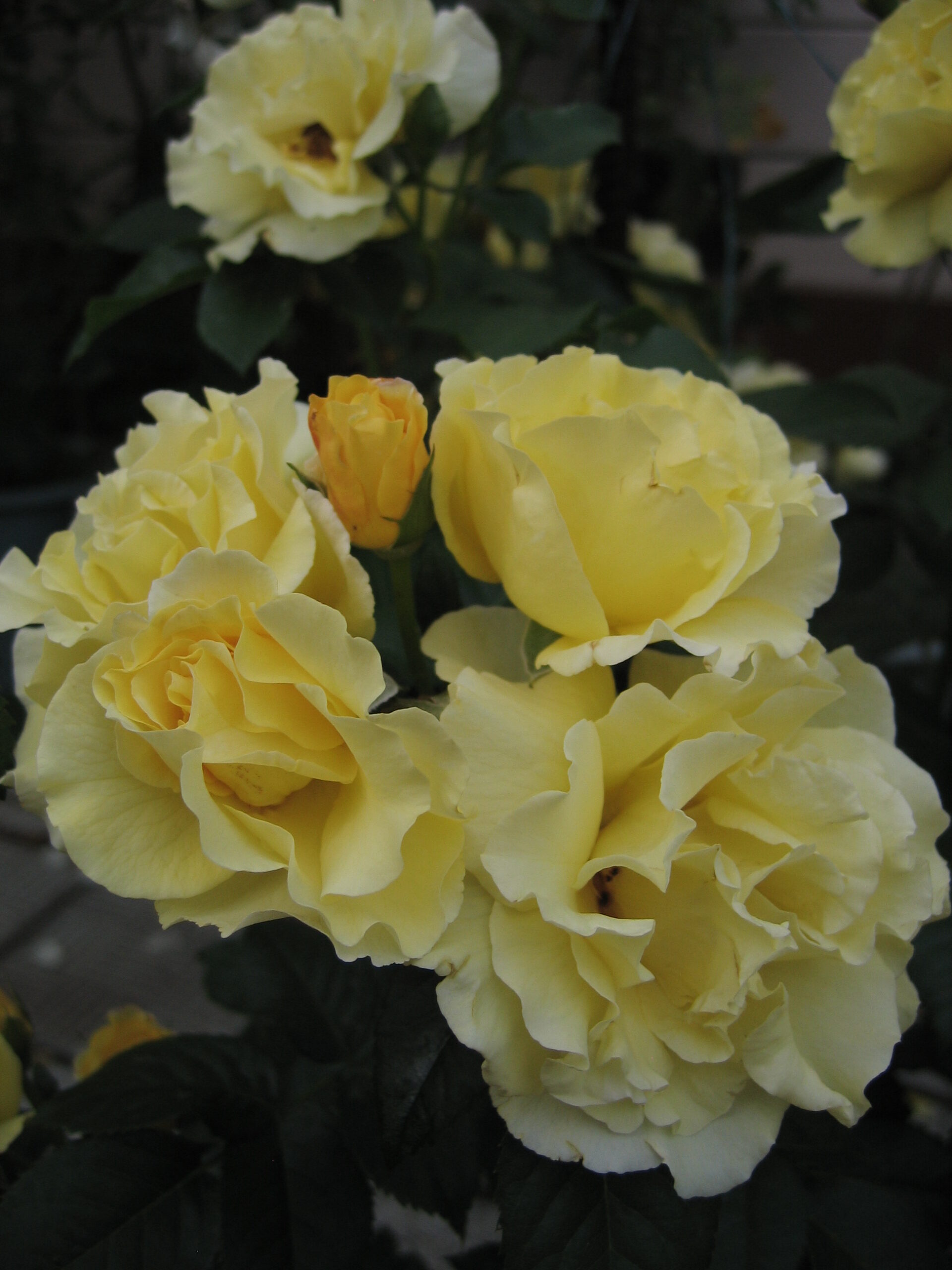 Голден Шоєрс