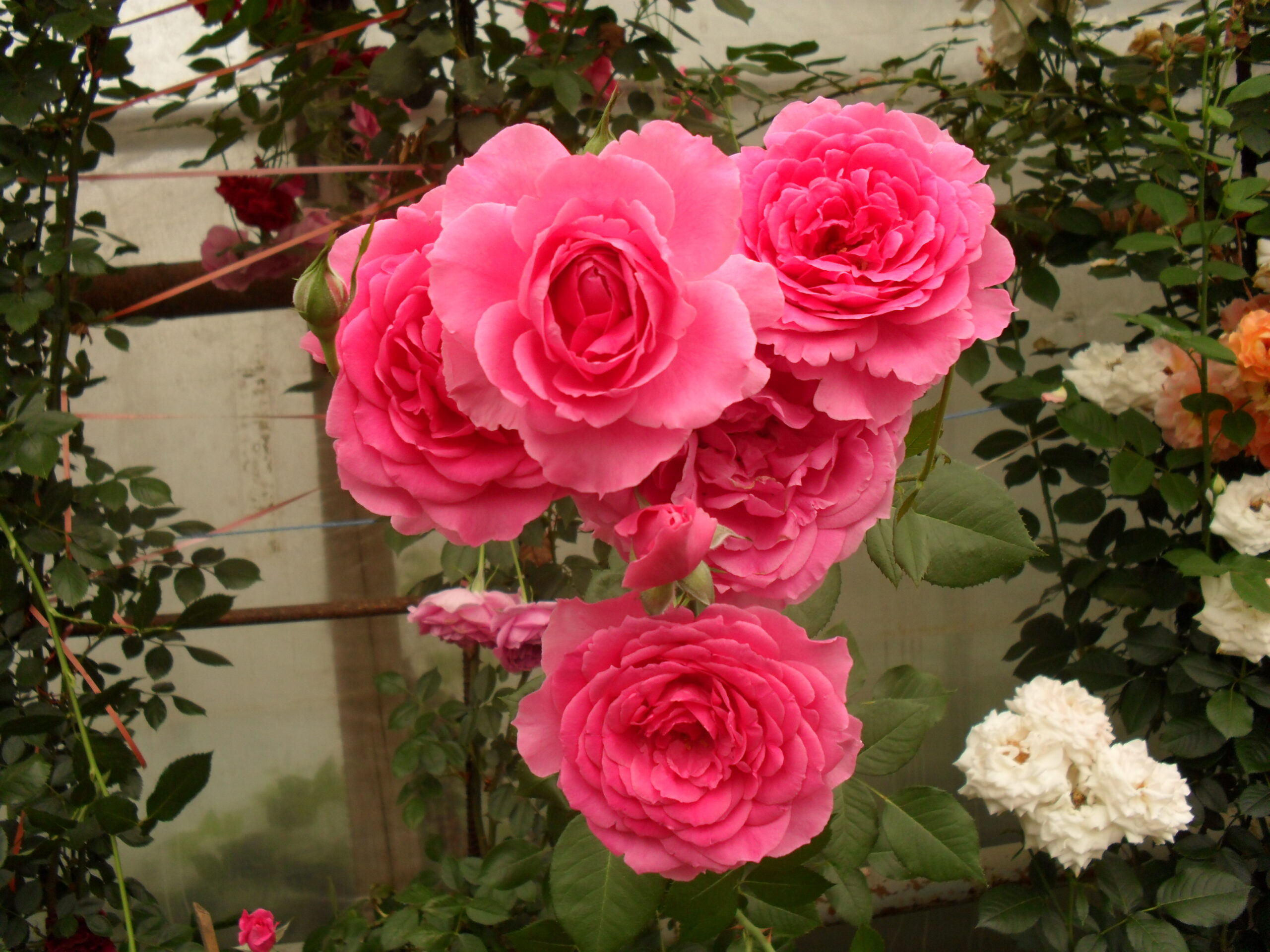 Розаріум Уотерзен