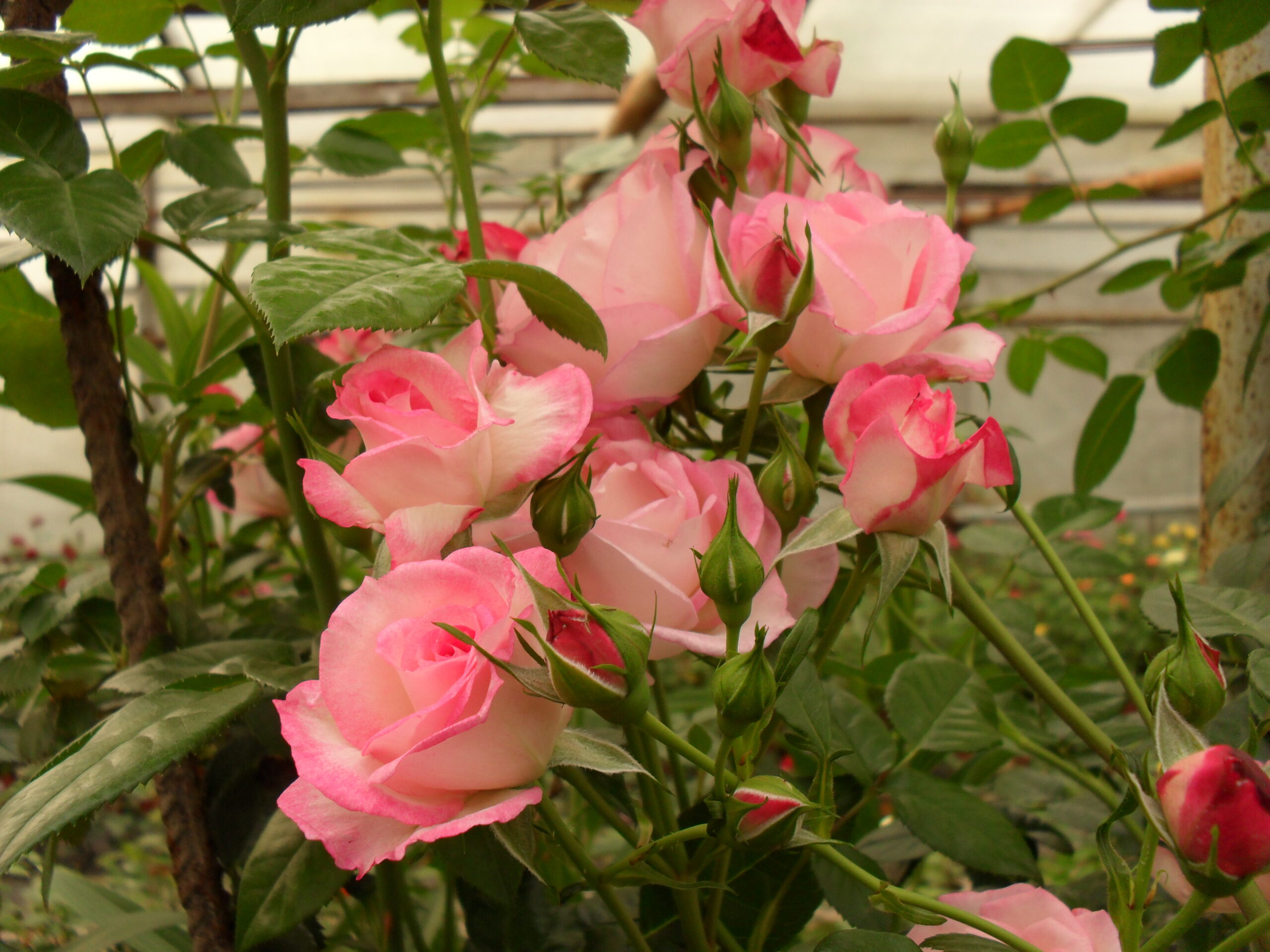 Шаріфа Асма