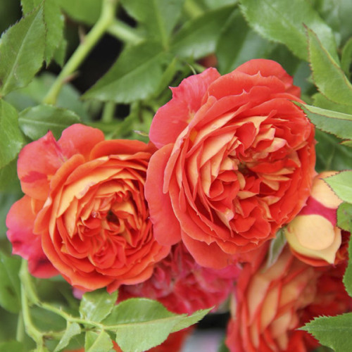 Старлєт Кармен Роуз