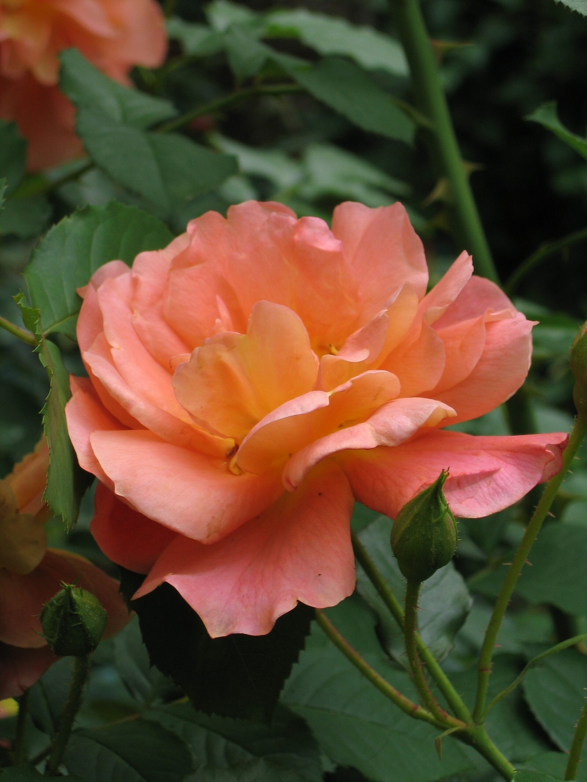 Вестерленд