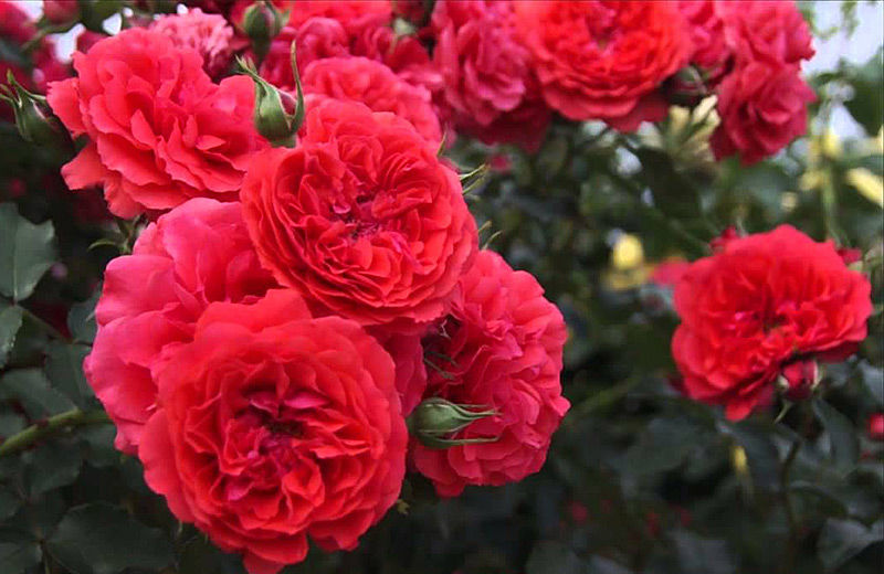 Ютерзен Розенкенінген