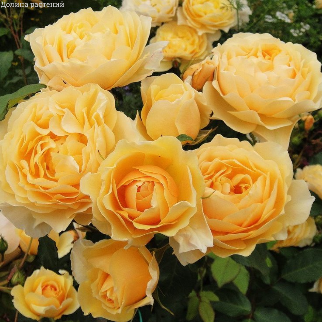 Першуалі Йорш