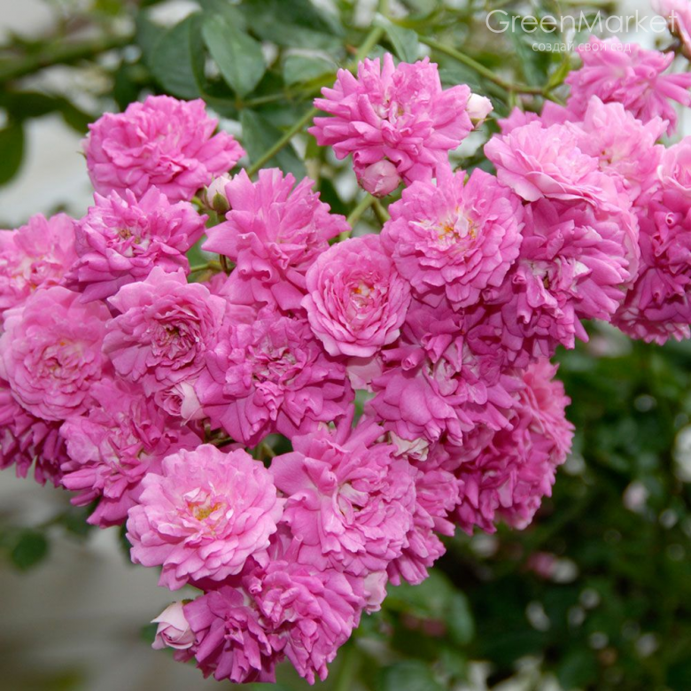 Дороті Перкінс