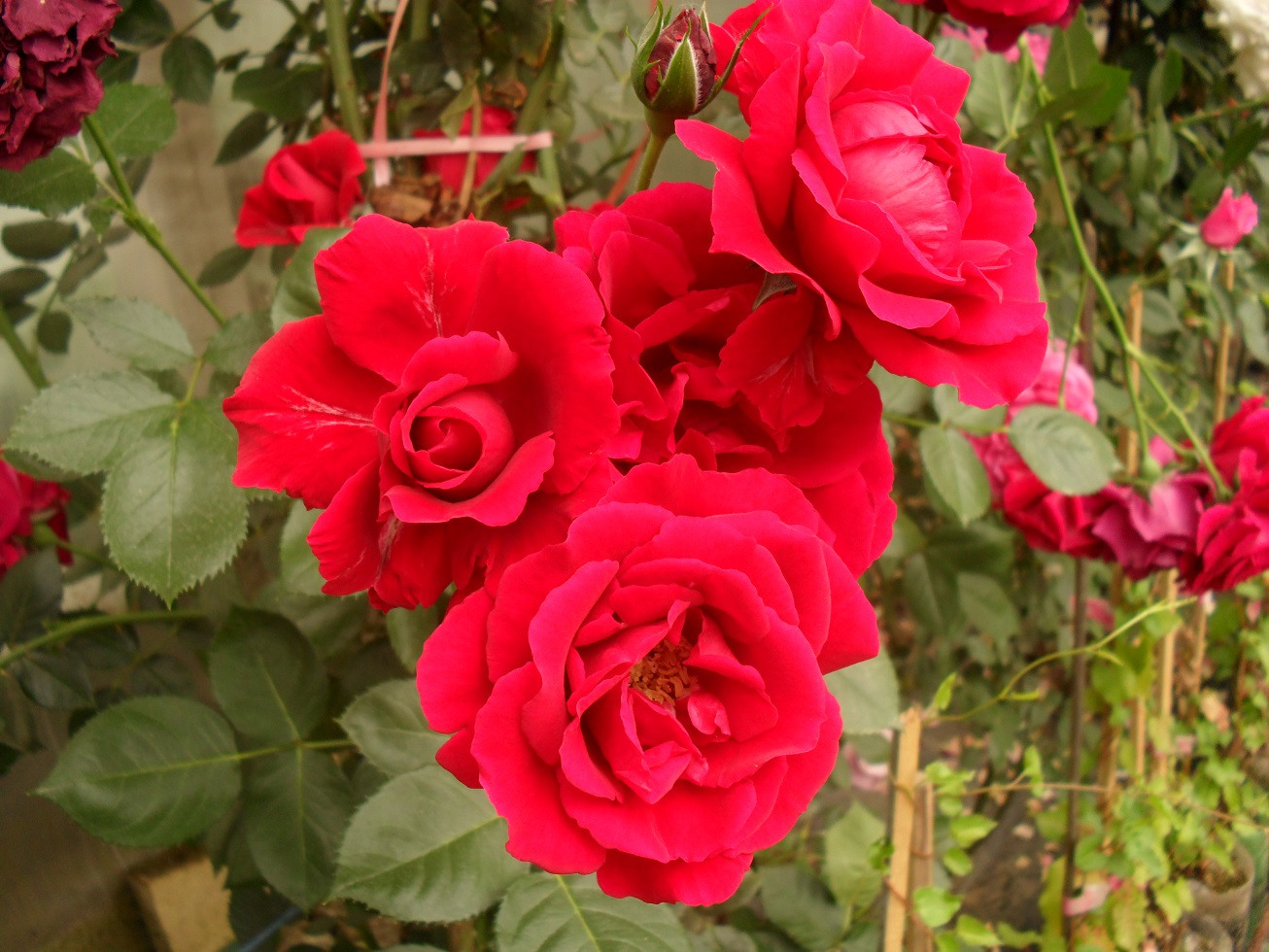 Фламентанц