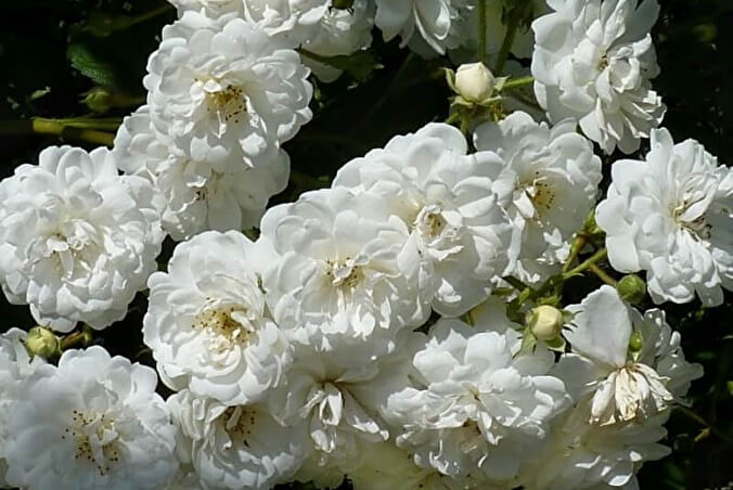 Гірлянд де Амур