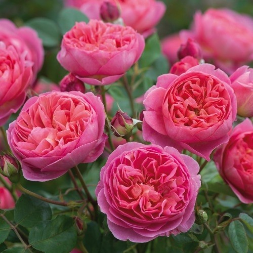 Джубілі Селебрейшен