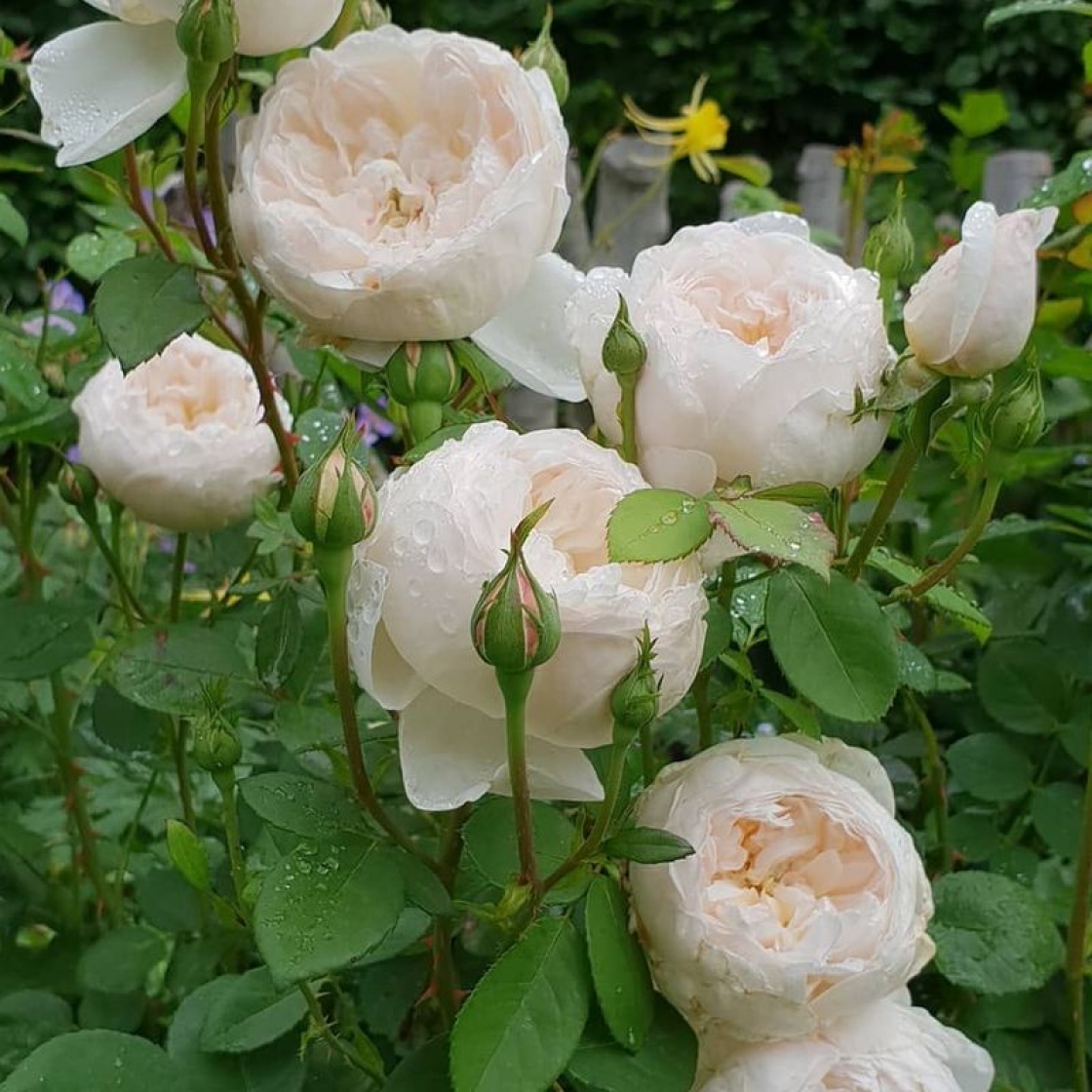 Глеміс Касл