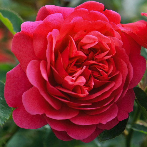 Король Артур