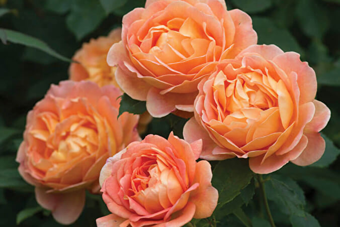 Леді оф Шалот