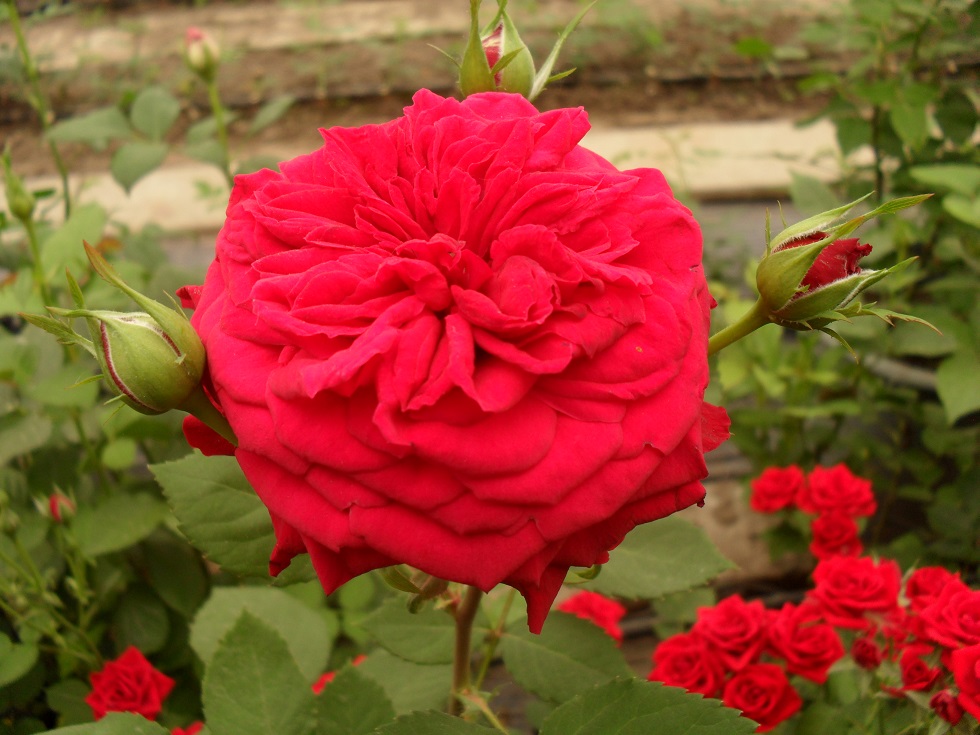 Ред Леонардо да Вінчі