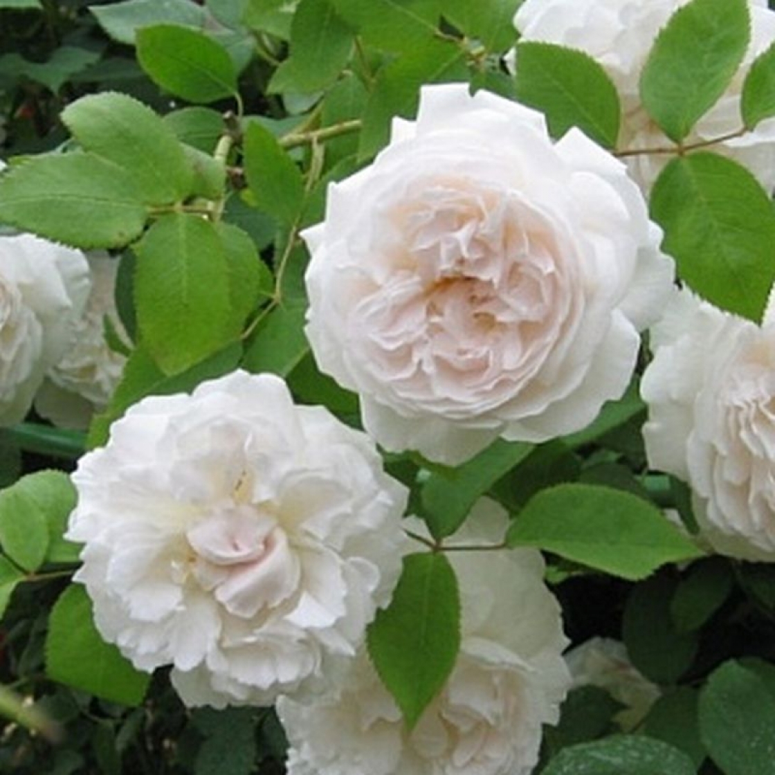 Вінчестер Кафедрал