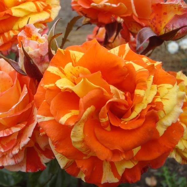 Оранж енд Лемон