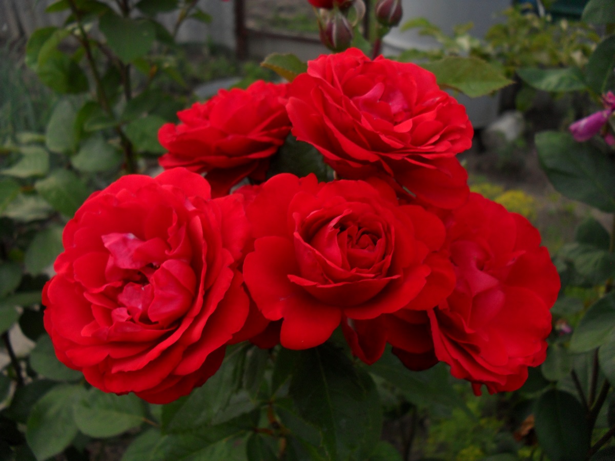 Полум'я Сходу