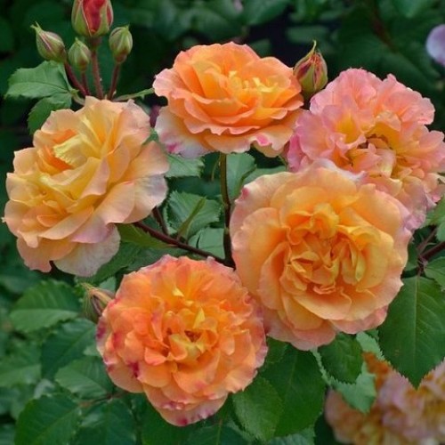 Пур Лямур Дюн Шато