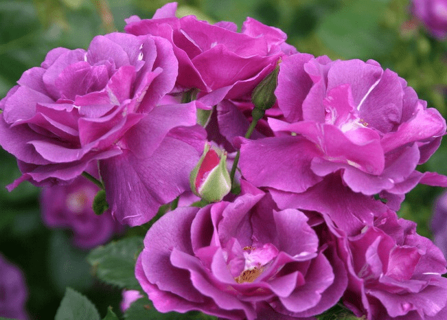 Рапсодія Блю