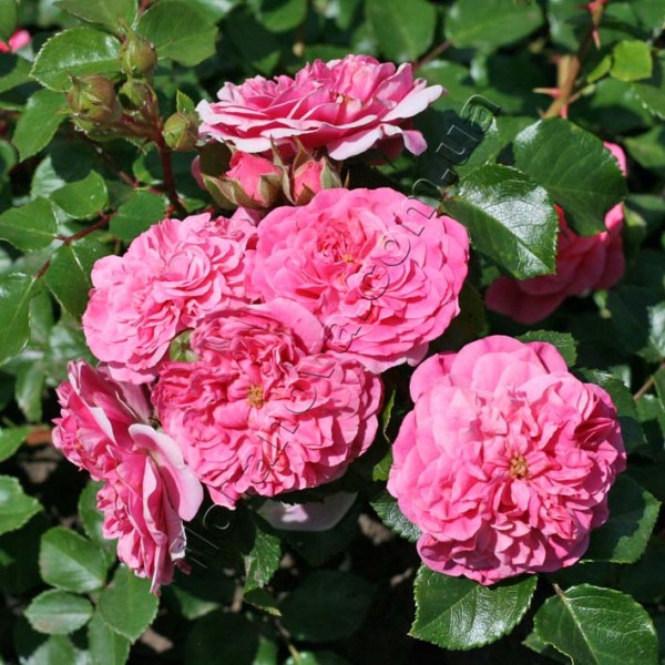 Лес Кватро ля Сизон