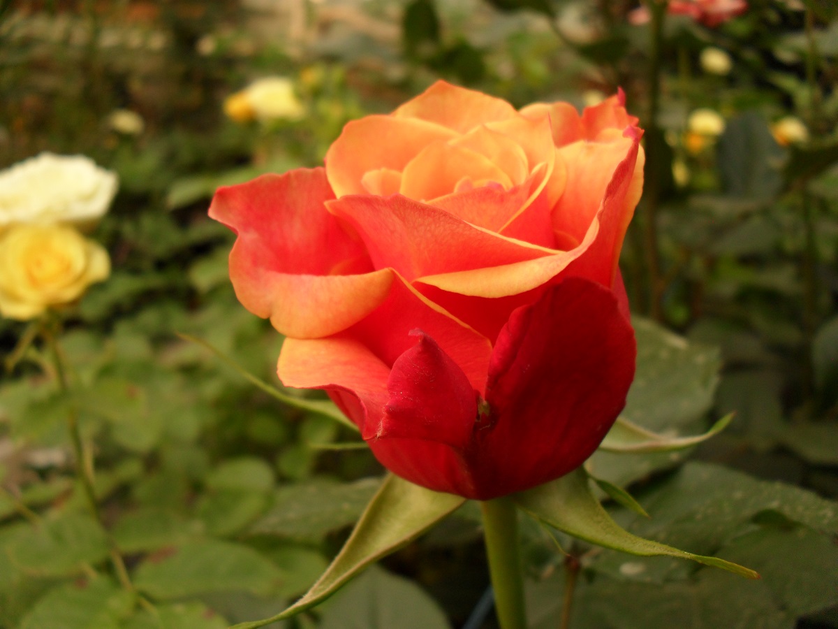 Чері Бренді