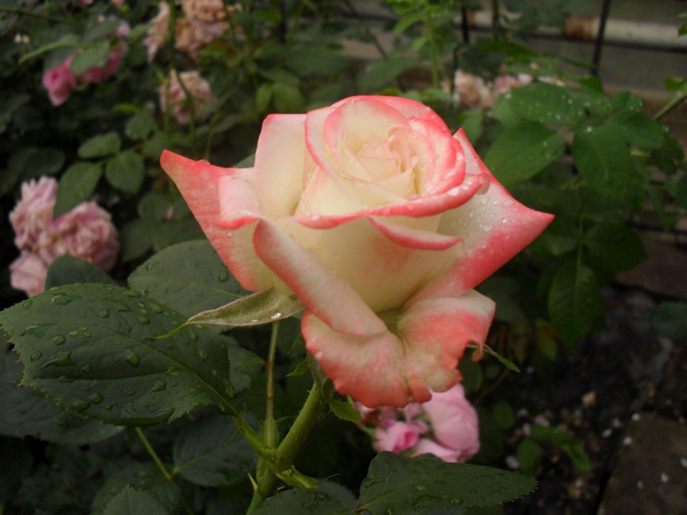 Імператриця Фарах