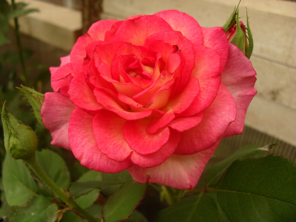 Іспанський танець