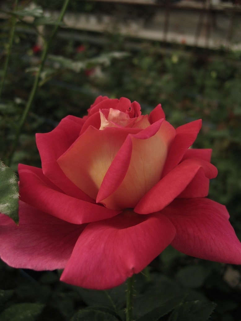 Кроненберг