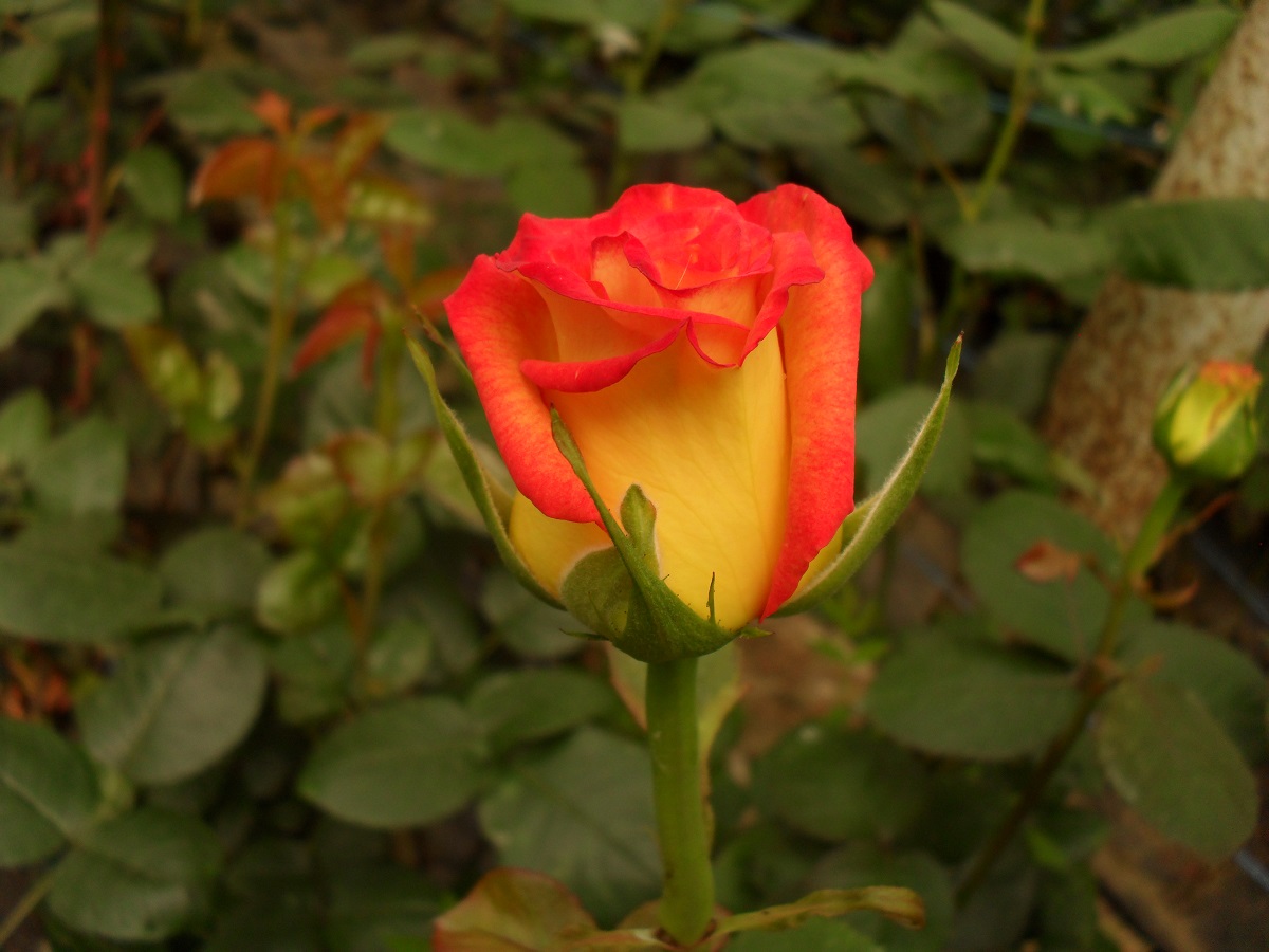 Оранж Мейджик