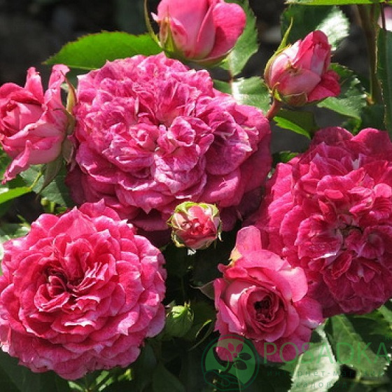 Летс Селебрейт