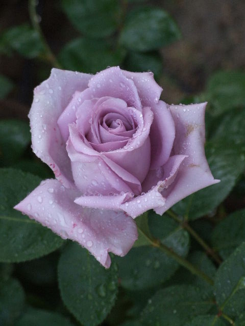 Майзнер Фаснагт