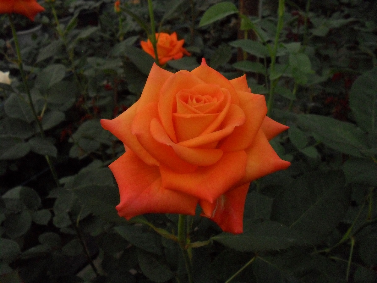 Маргарет Уільямс