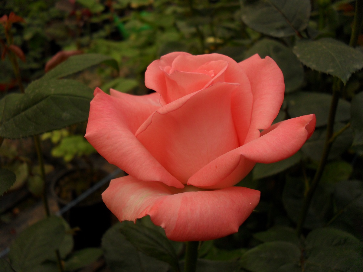 Ангажемєнт