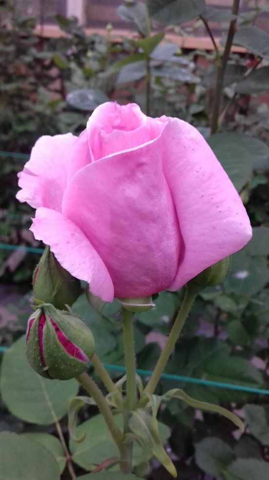 Ейфель Тауер