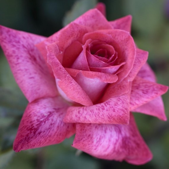 П'єр Карден