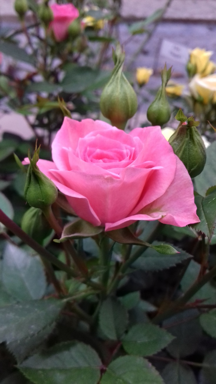 Пінк Парфюм