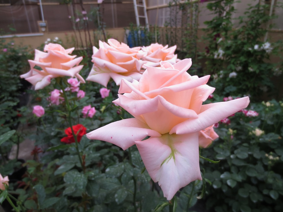 Преті Вумен