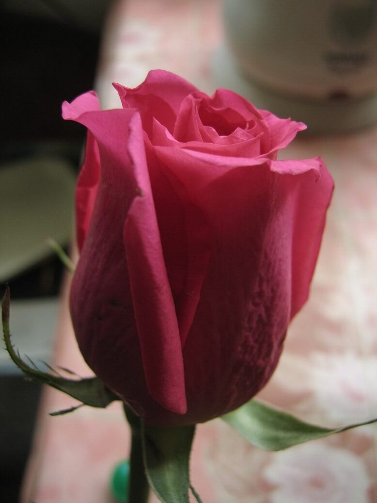 Шок Версилія