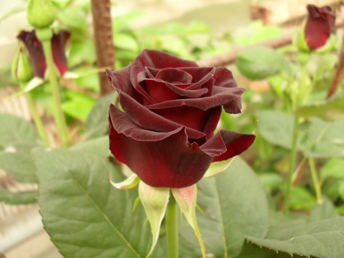 Блек Баккара