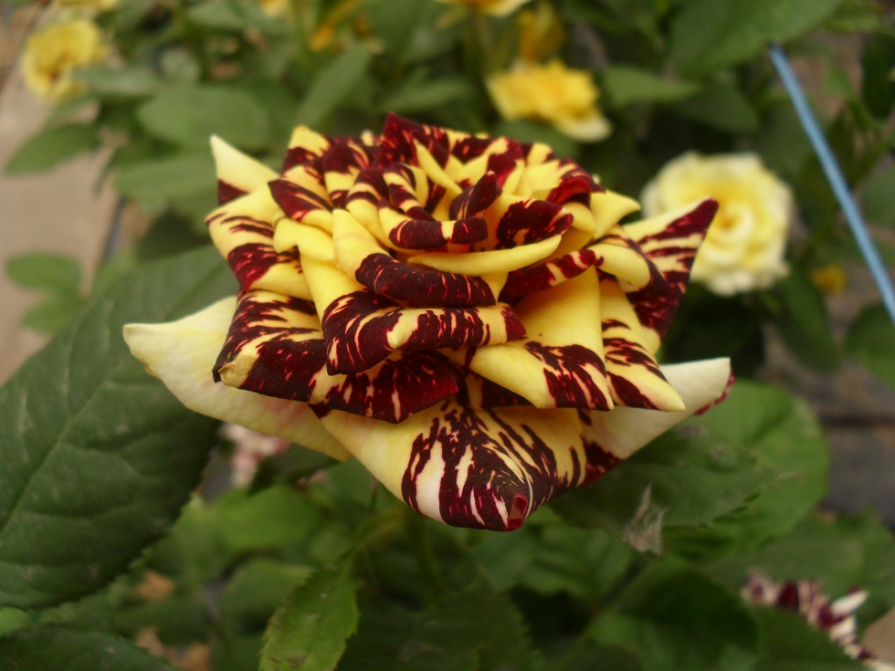 Абра Кадабра