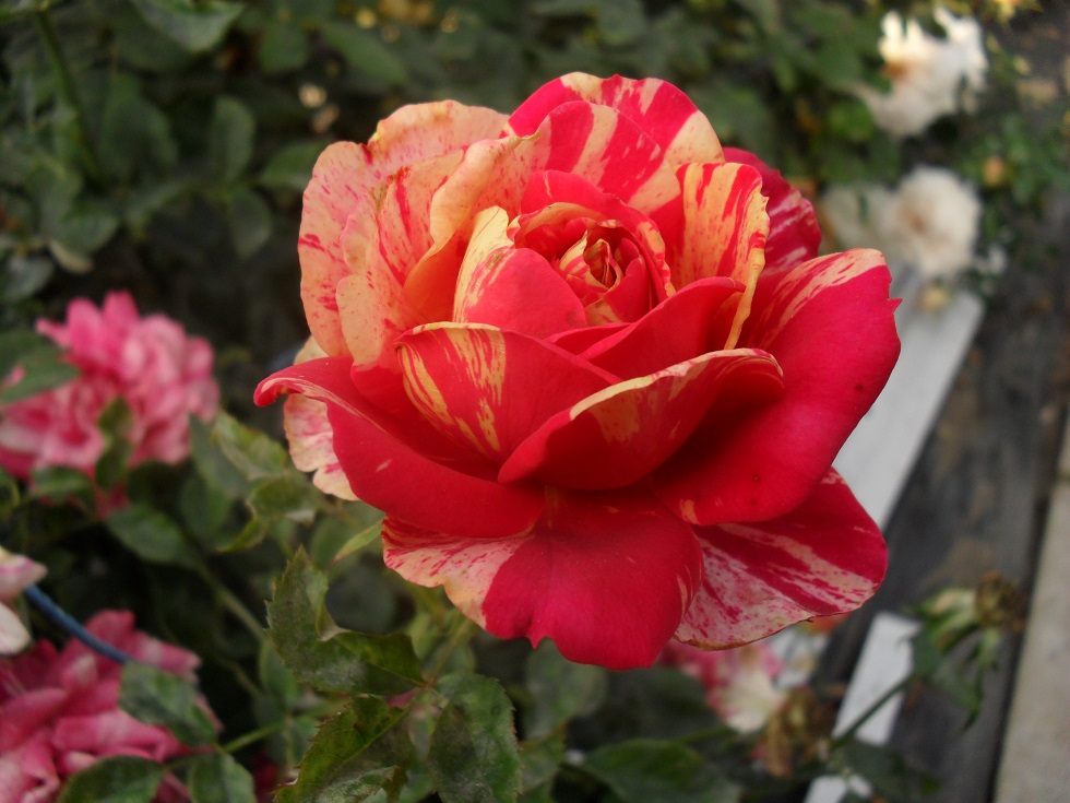 Моріс Утрілло