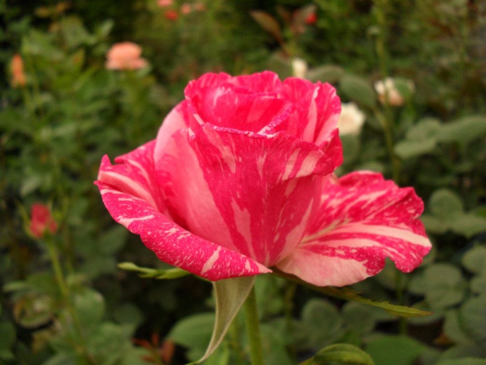 Пинк Интуейшен