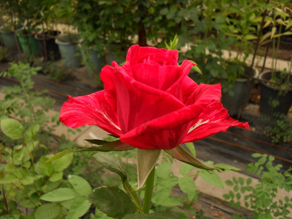 Ред Интуейшен