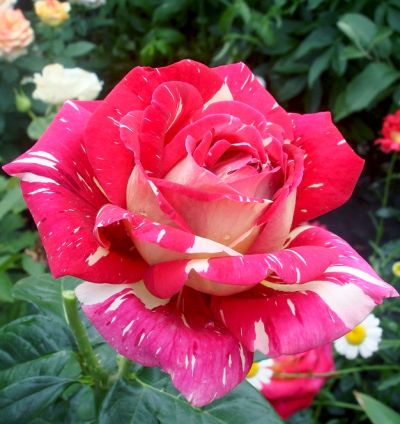 Строката Фантазія