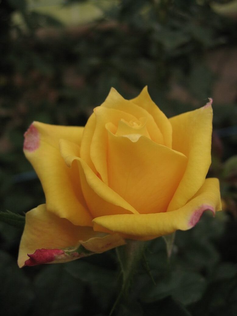 Голден Перл