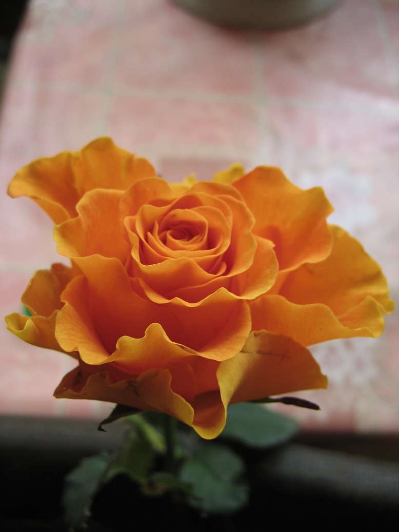 Голден Сфінкс