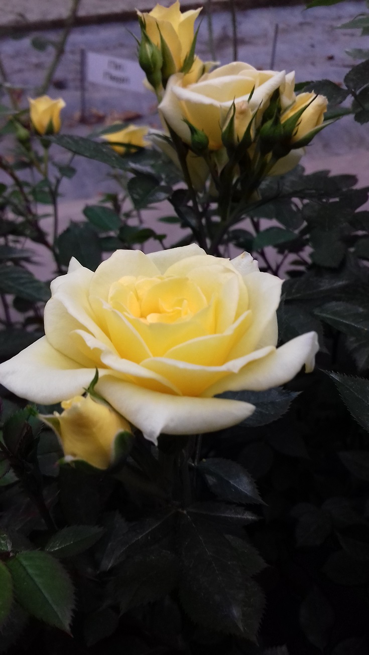 Вікторіан Піч