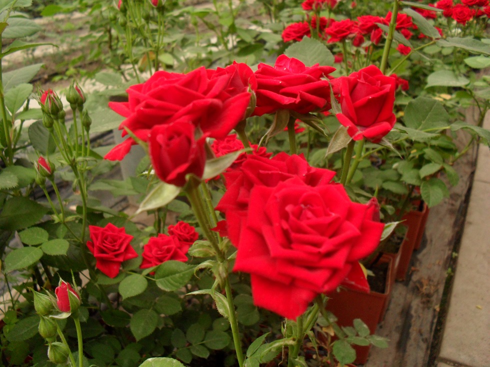 Темп Тейшен