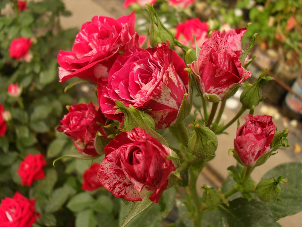 Ароу Фолієс