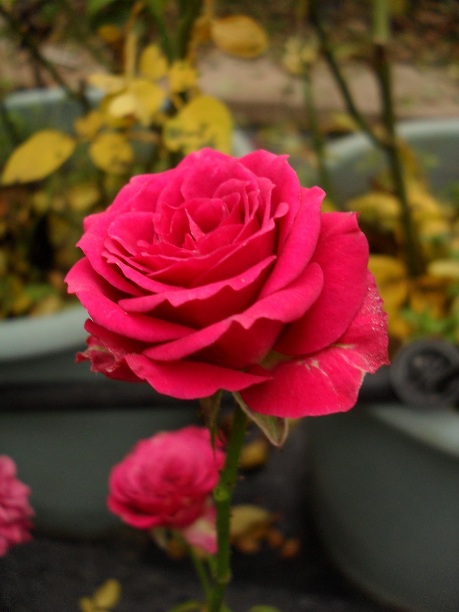 Лавлі Лідия