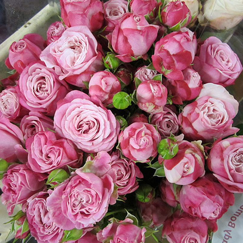 Лєді Бамбасік