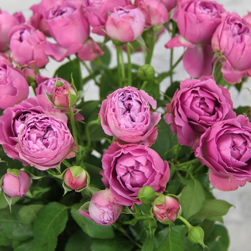 Місті Баблз